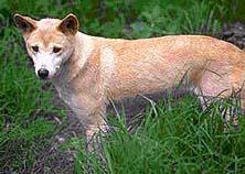 De Australische dingo