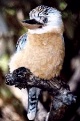 Een kookaburra