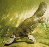 Een platypus