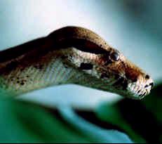 Een python